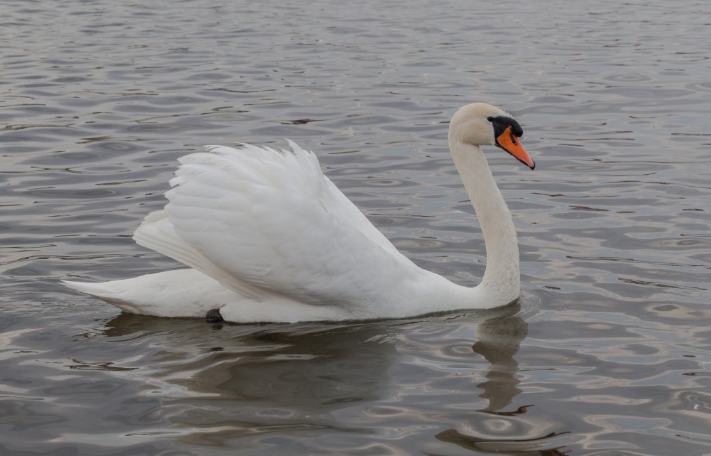 características do cisne-bravo