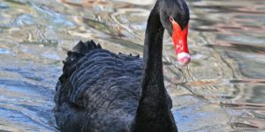 caracteristicas do cisne negro