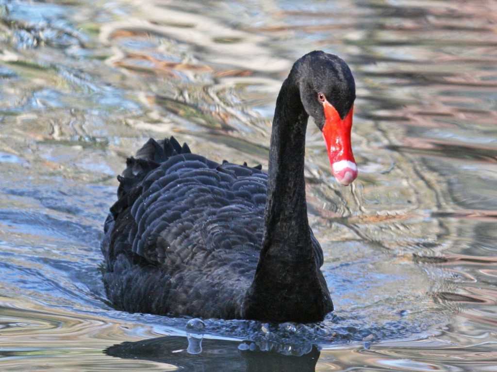 caracteristicas do cisne negro