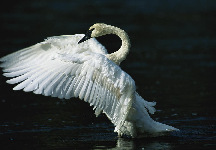 características do cisne-trombeteiro