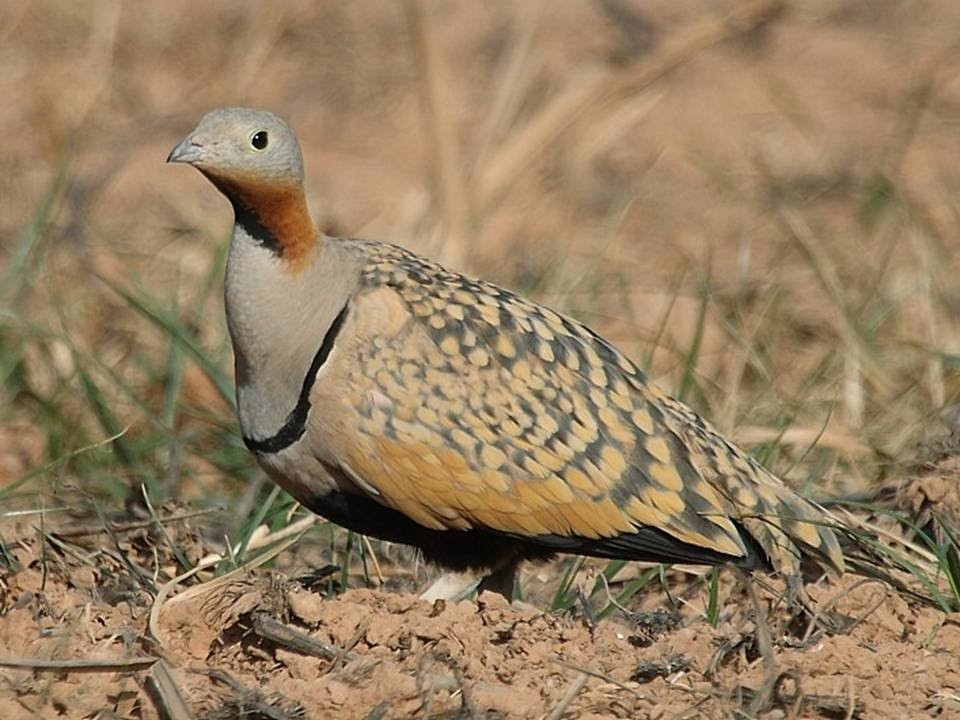 caracteristicas do corticol-de-barriga-preta