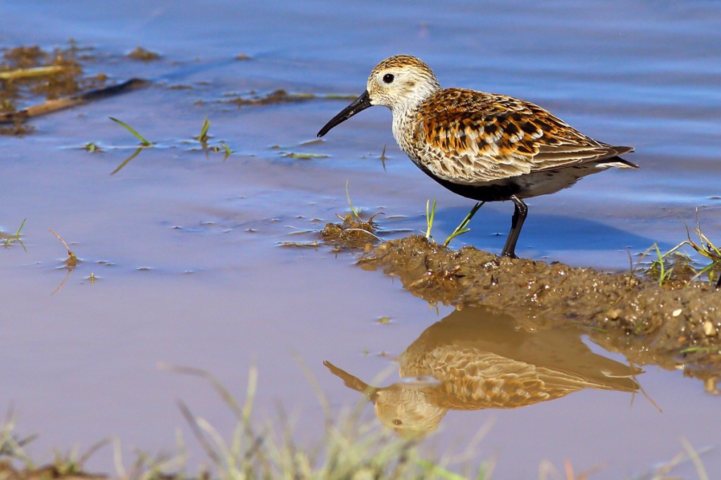 caracteristicas do dunlin