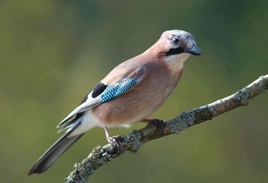 caracteristicas do gaio-comum