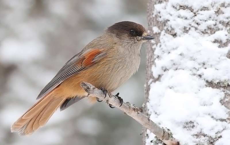 características do gaio-siberiano