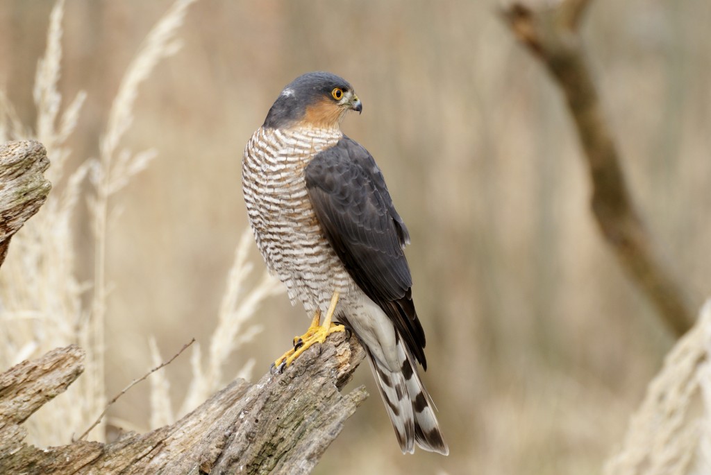 características do gaviao-da-europa