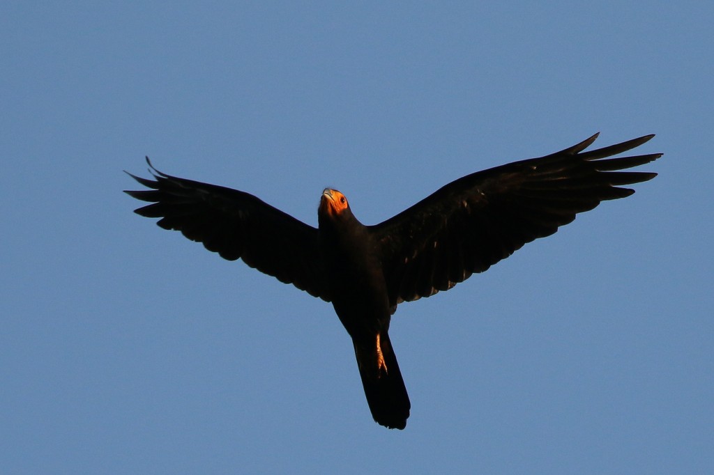 caracteristicas do gaviao-de-anta