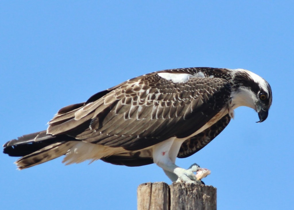 caracteristicas do gaviao-do- mar