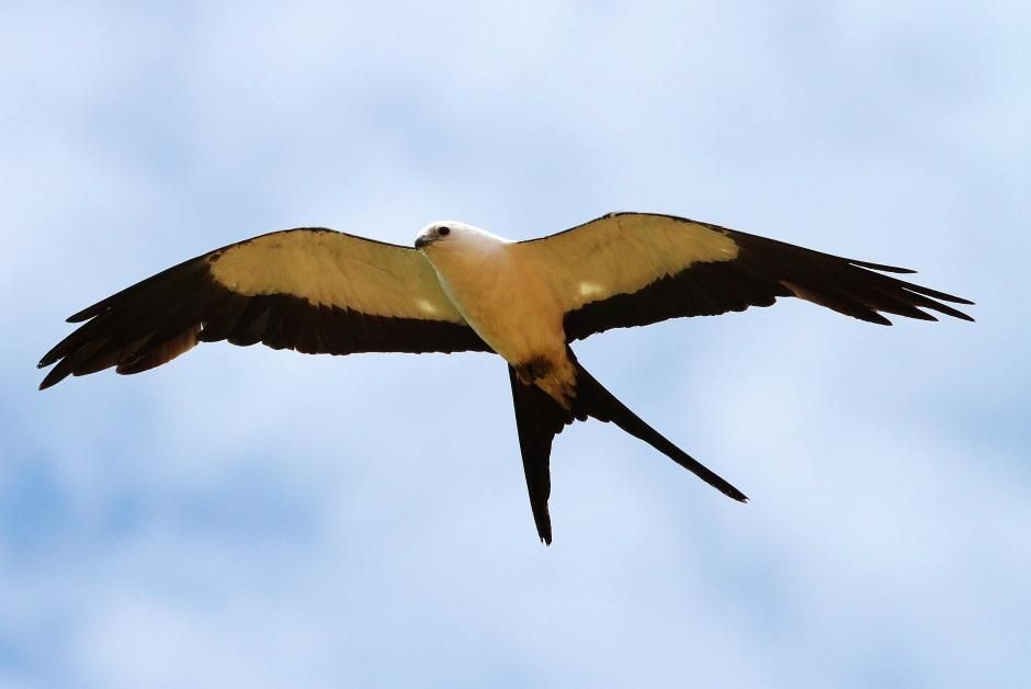 caracteristicas do gavião-tesoura