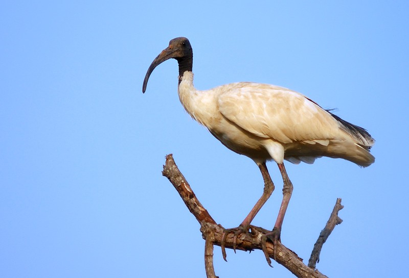 características do ibis-branco-australiano