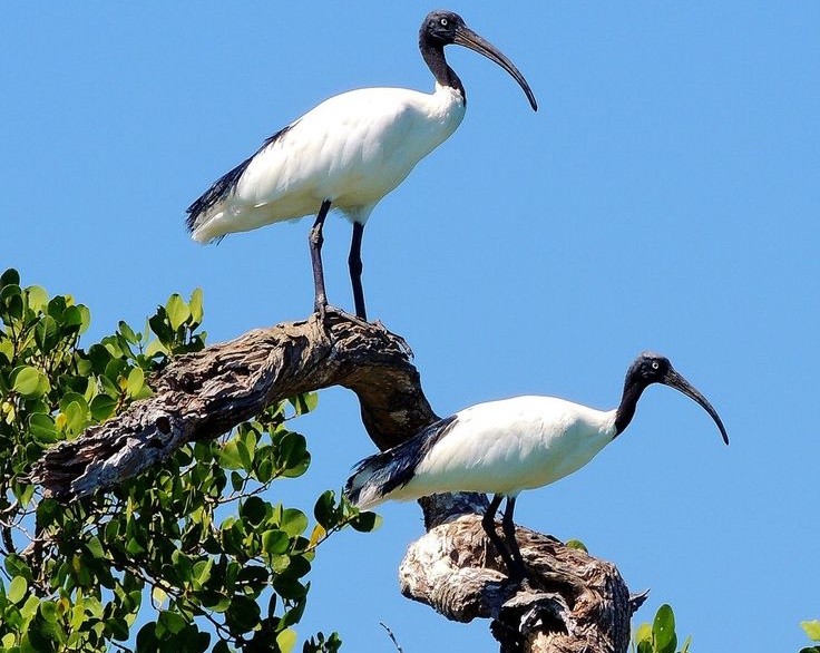 características do íbis-sagrado-de-madagascar