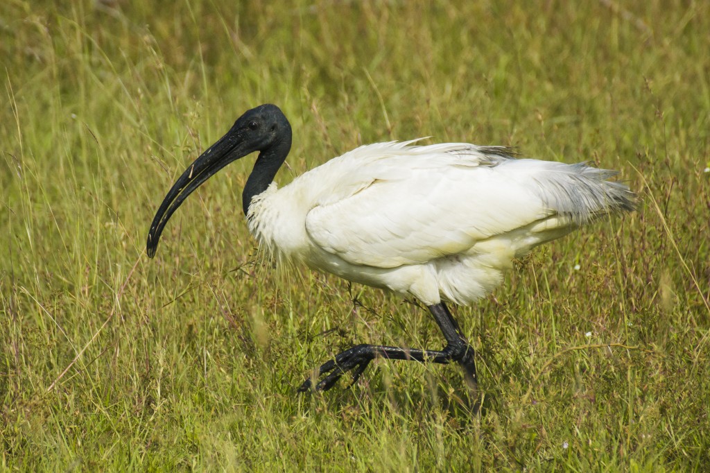 caracteristicas do ibis-sagrado