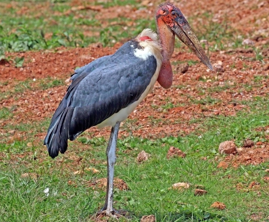 características do marabu africano