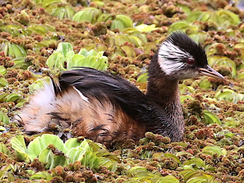 caracteristicas do mergulhão-de-orelha-branca