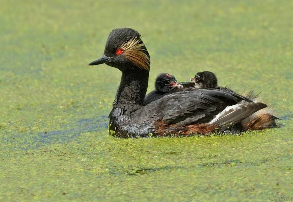 características do mergulhao-de-pescoco-preto