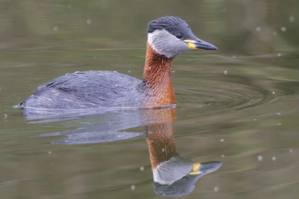 caracteristicas do mergulhao-de-pescoco-ruivo