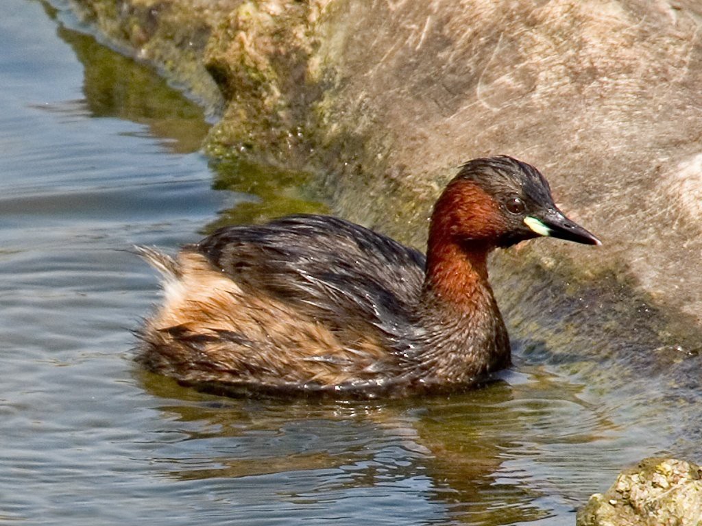 caracteristicas do mergulhao-pequeno