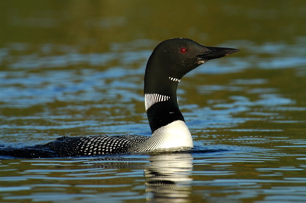 caracteristicas do mobelha