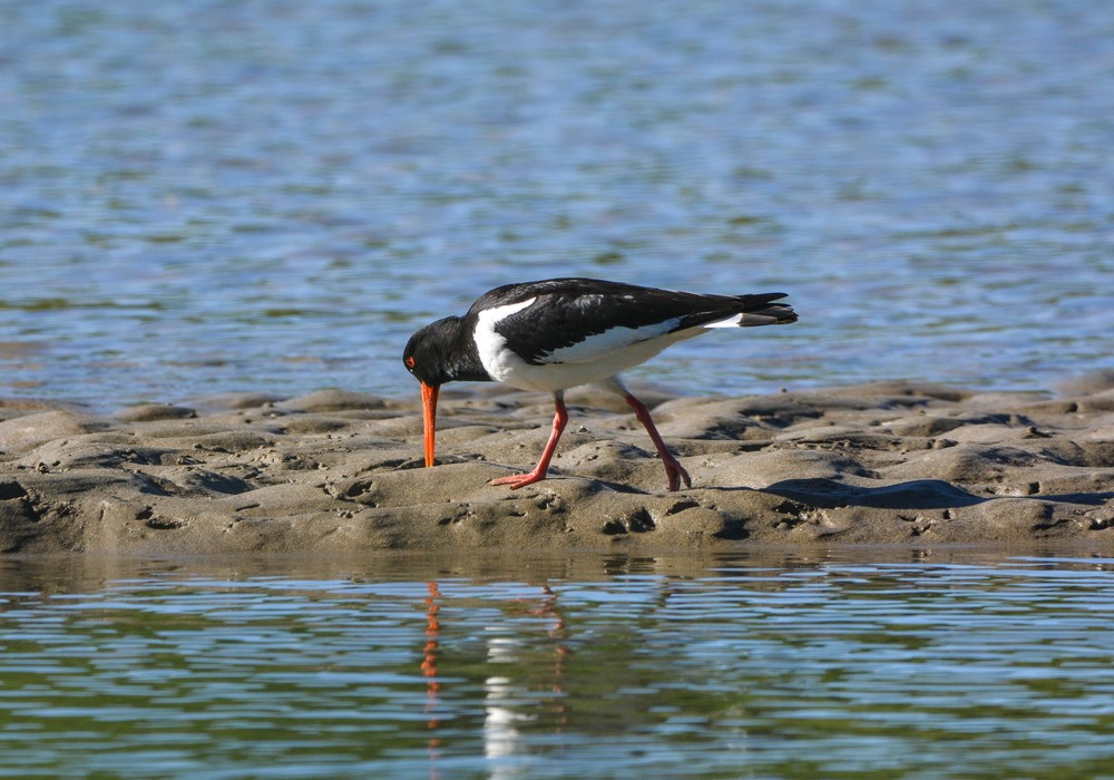 caracteristicas do ostraceiro de magalhaes