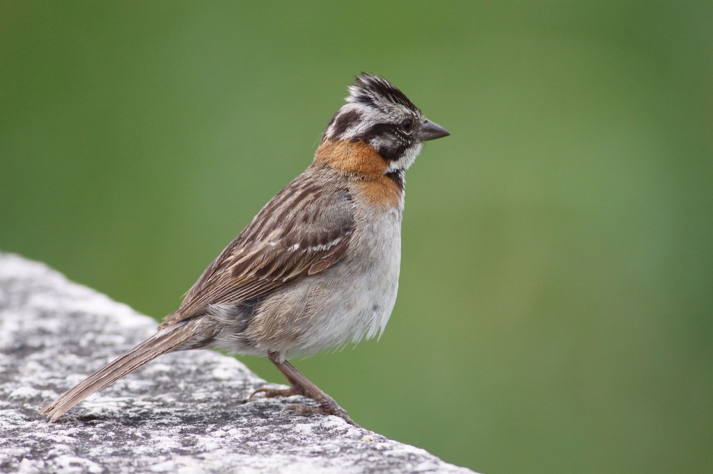 caracteristicas do pardal de colarinho ruivo