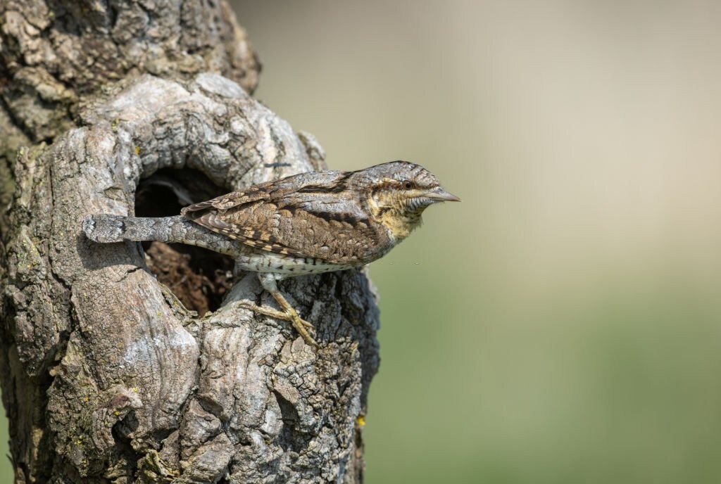 caracteristicas do passaro torcicolo