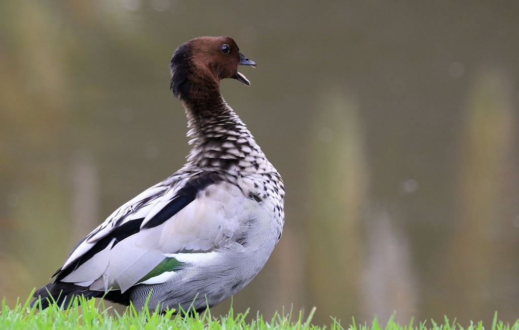 caracteristicas do pato-australiano