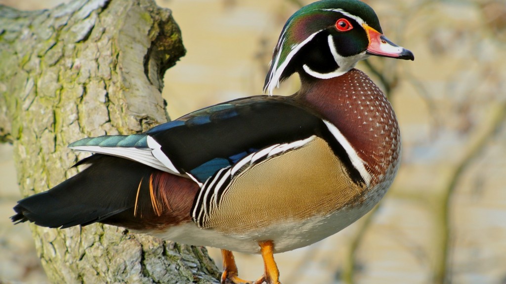 caracteristicas do pato-carolino