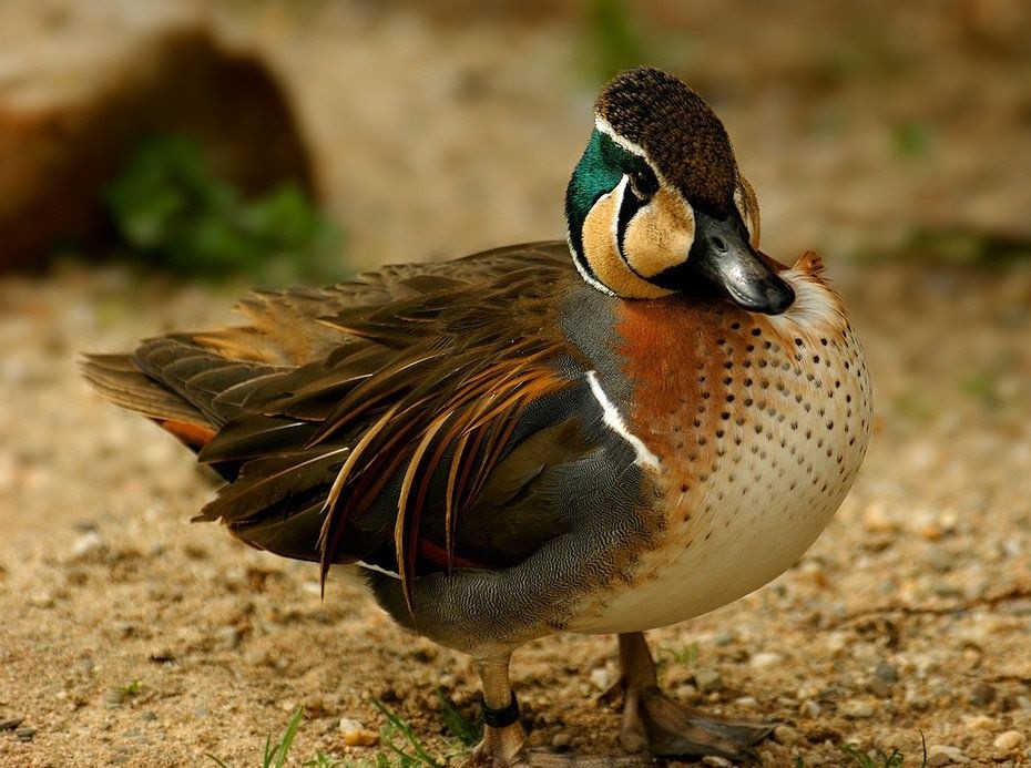 características do pato-de-baikal