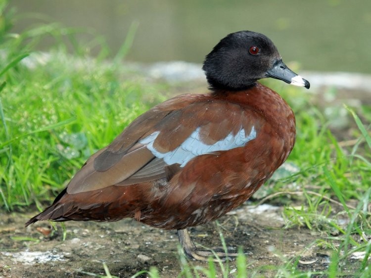 caracteristicas do pato-de-fronte-branca