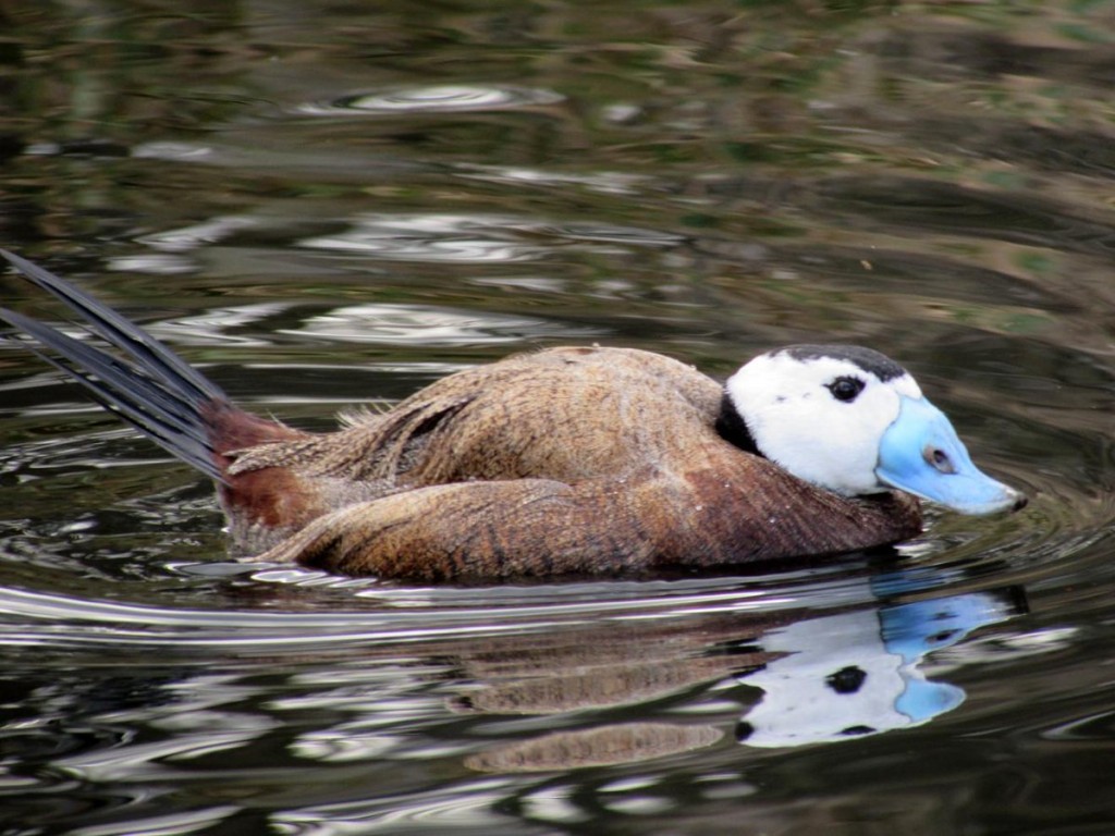 caracteristicas do pato-de-rabo-alcado-americano