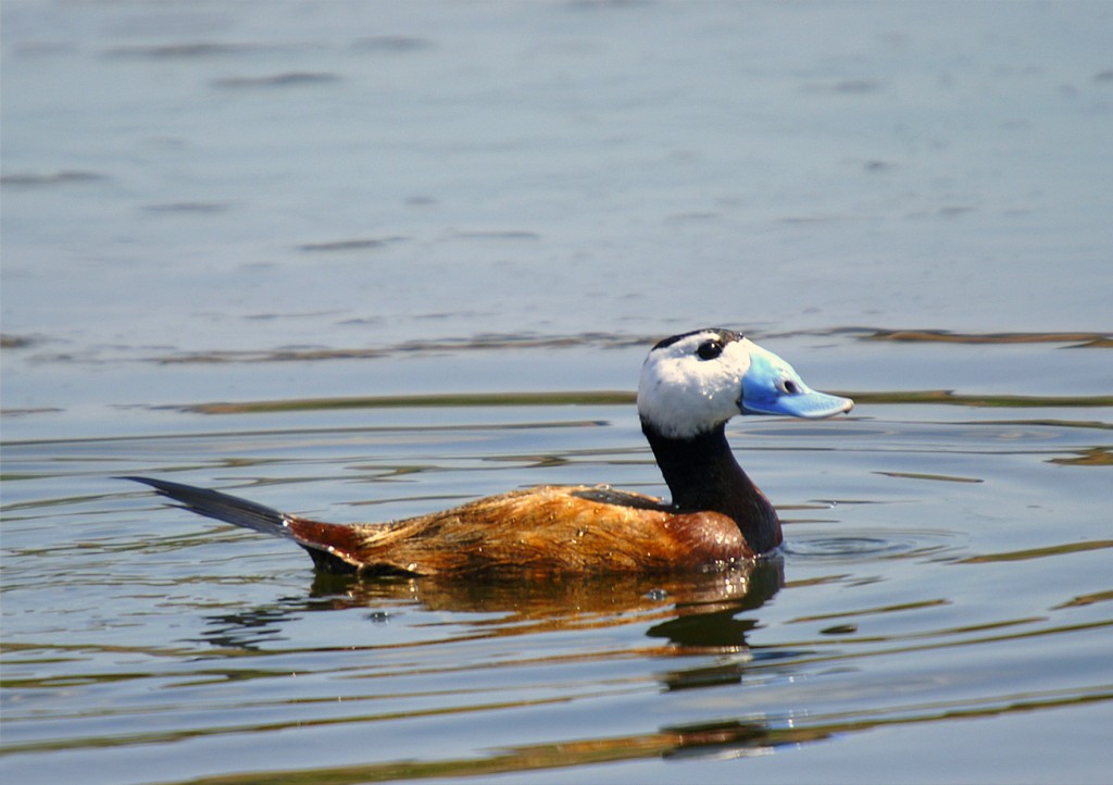 características do pato-de-rabo-alcado