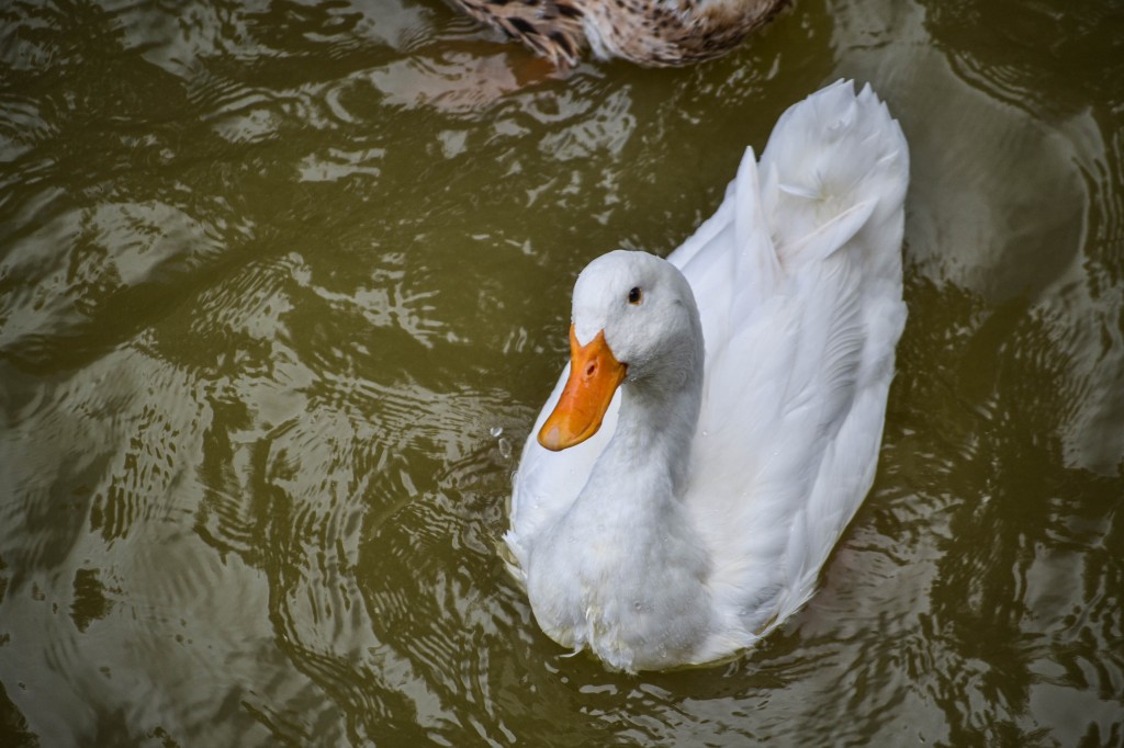 características do pato-domestico