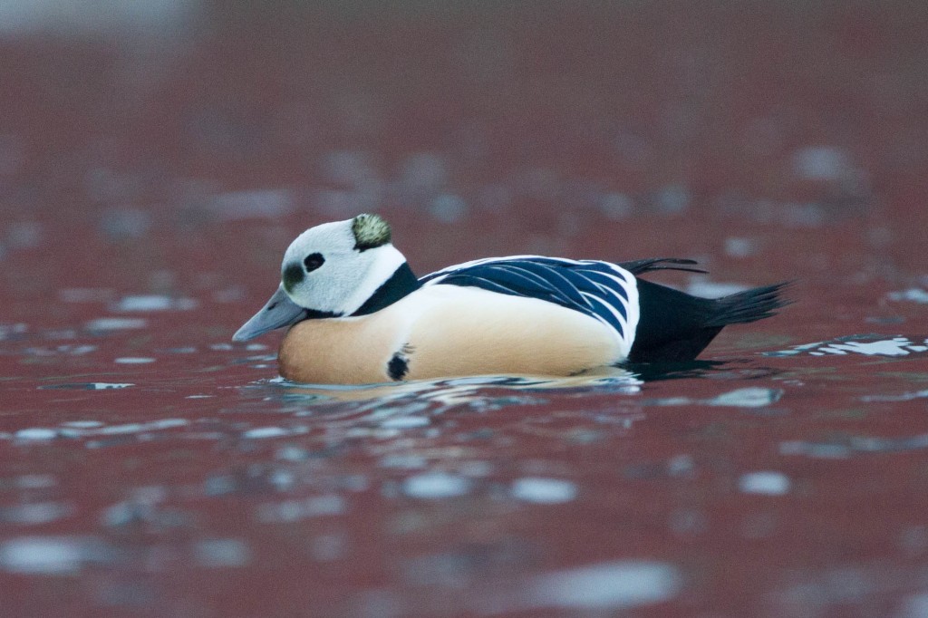 caracteristicas do pato-eider-de-steller