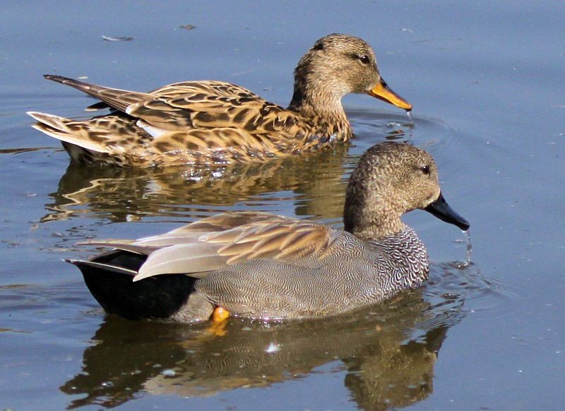 características do pato frisada