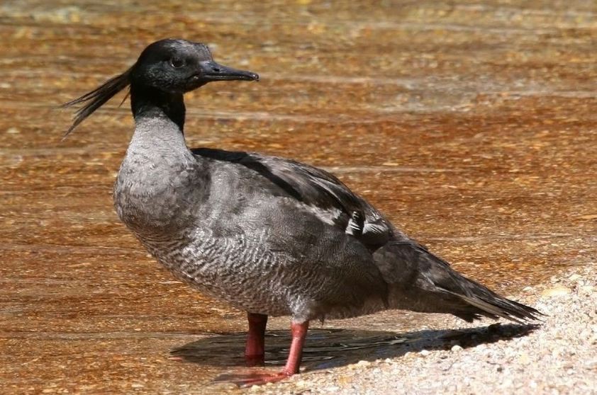 caracteristicas do pato-mergulhao