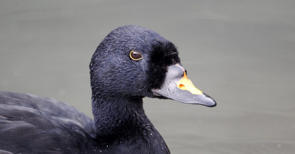 caracteristicas do pato-negro