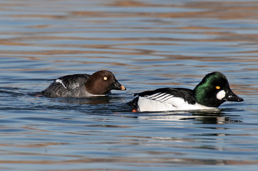 caracteristicas do pato-olho-d'ouro