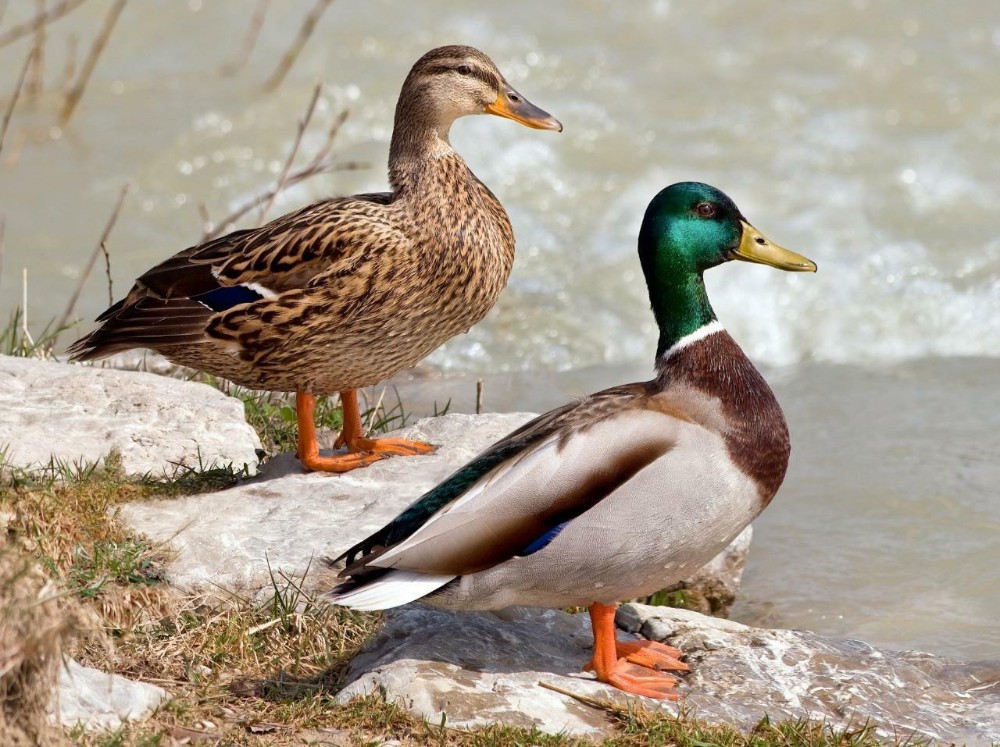 caracteristicas do pato-real