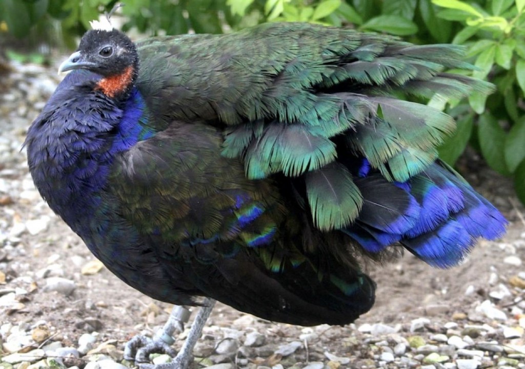 características do pavao do congo