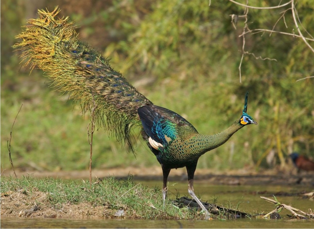 características do pavao-verde