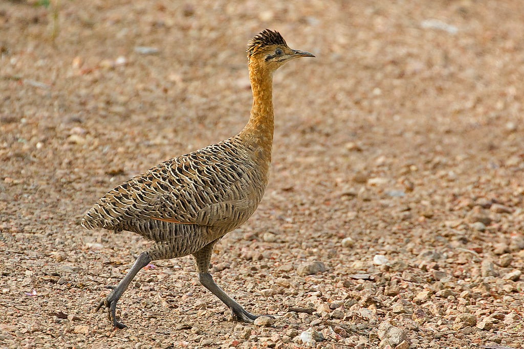 caracteristicas do perdigao