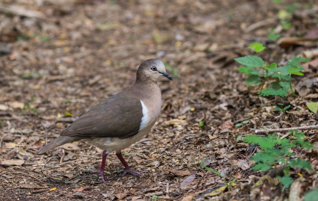 caracteristicas do pombo de granada 