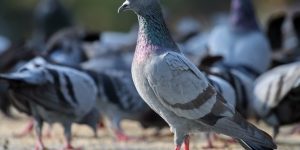 caracteristicas do pombo domestico