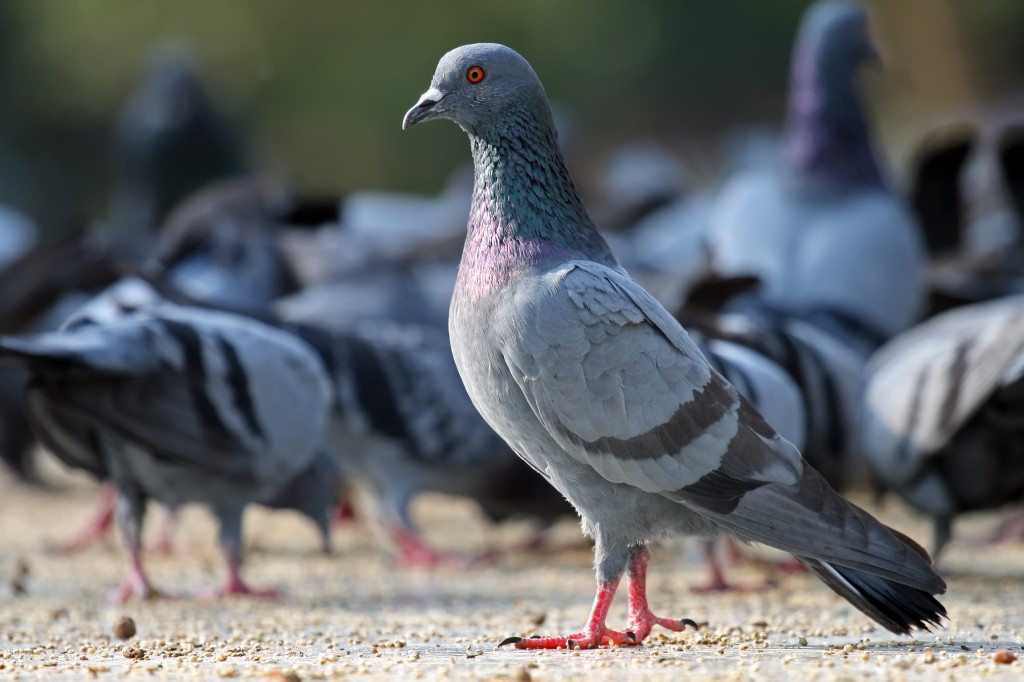 caracteristicas do pombo domestico