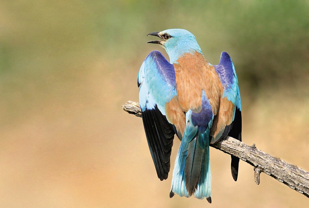 caracteristicas do rolieiro europeu