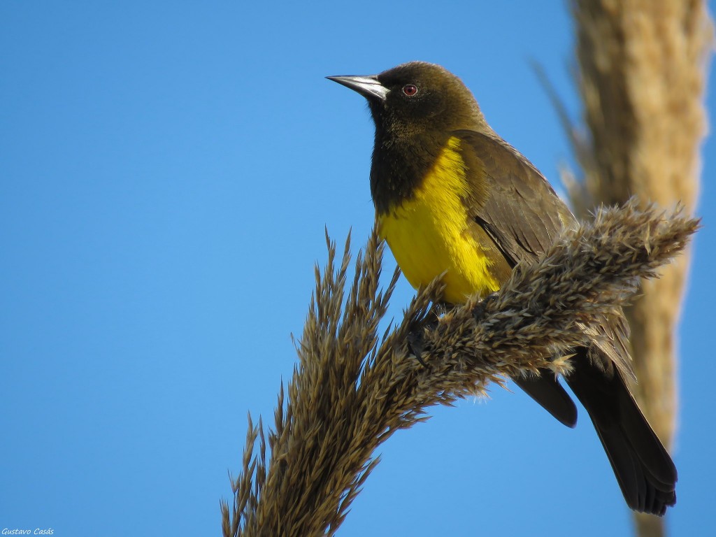 caracteristicas do sabia de peito amarelo