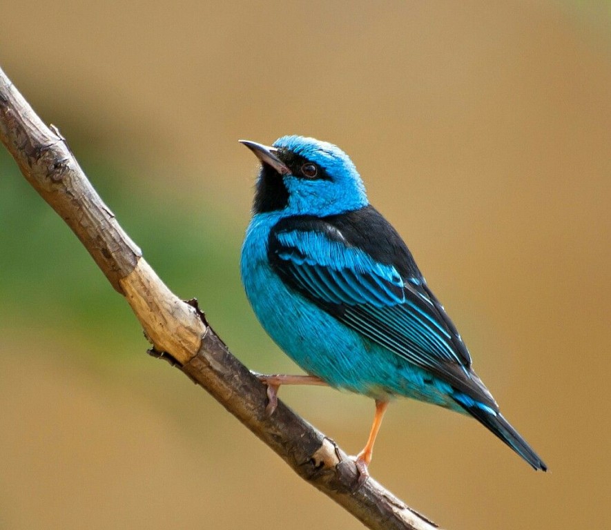 caracteristicas do saí-azul