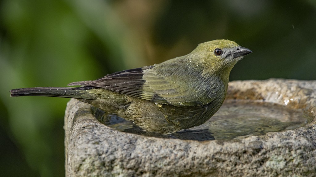 características do sanhaço-verde