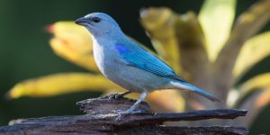 caracteristicas do sanhaçu-cinzento