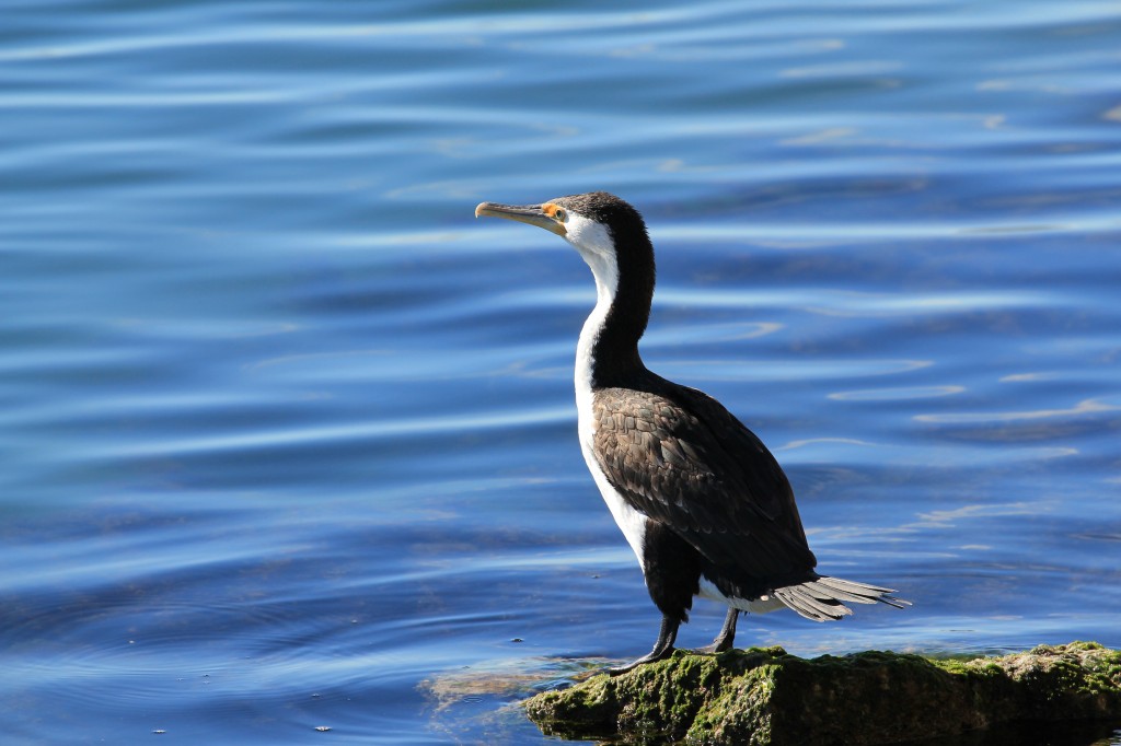 caracteristicas do shag malhado