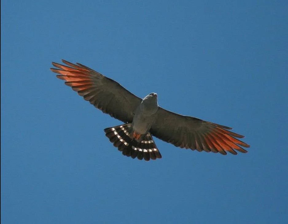 caracteristicas do sovi